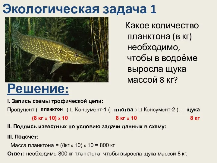 Какое количество планктона (в кг) необходимо, чтобы в водоёме выросла щука массой