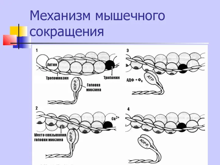 Механизм мышечного сокращения