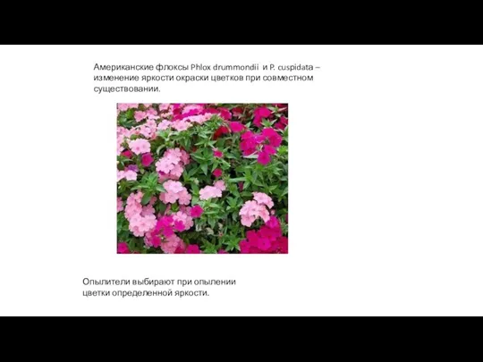 Американские флоксы Phlox drummondii и P. cuspidatа – изменение яркости окраски цветков
