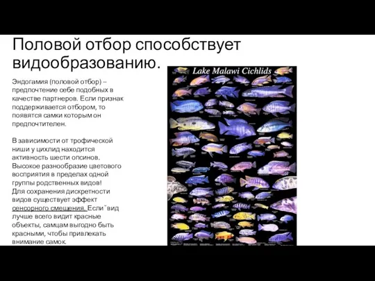 Половой отбор способствует видообразованию. Эндогамия (половой отбор) – предпочтение себе подобных в