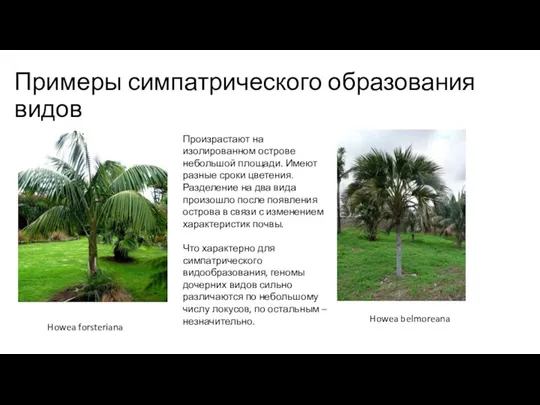 Примеры симпатрического образования видов Howea forsteriana Howea belmoreana Произрастают на изолированном острове