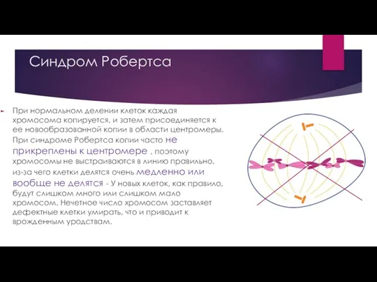 Синдром Робертса При нормальном делении клеток каждая хромосома копируется, и затем присоединяется