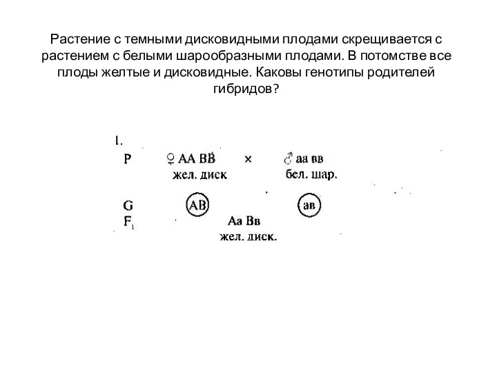 Растение с темными дисковидными плодами скрещивается с растением с белыми шарообразными плодами.