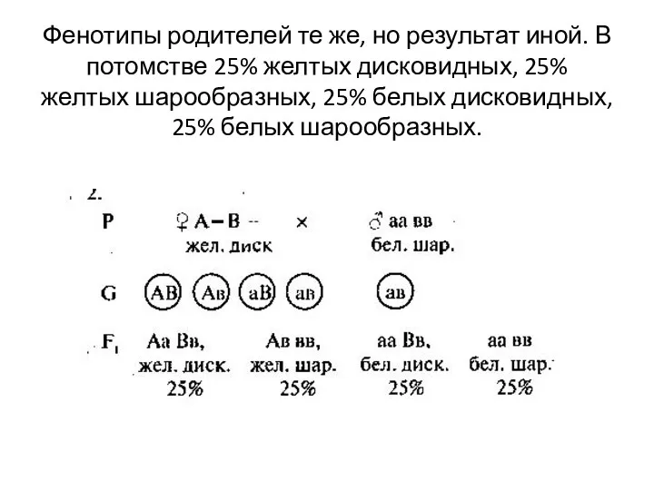 Фенотипы родителей те же, но результат иной. В потомстве 25% желтых дисковидных,