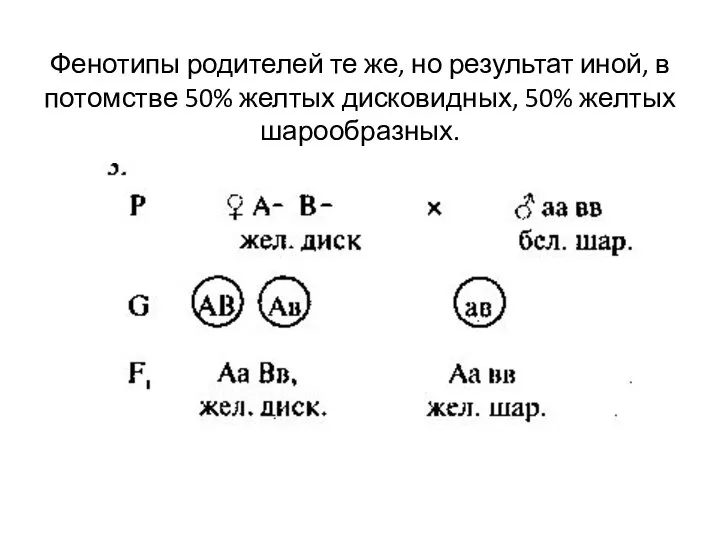 Фенотипы родителей те же, но результат иной, в потомстве 50% желтых дисковидных, 50% желтых шарообразных.