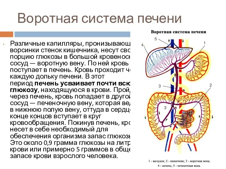 Воротная система печени Различные капилляры, пронизывающие ворсинки стенок кишечника, несут свою порцию
