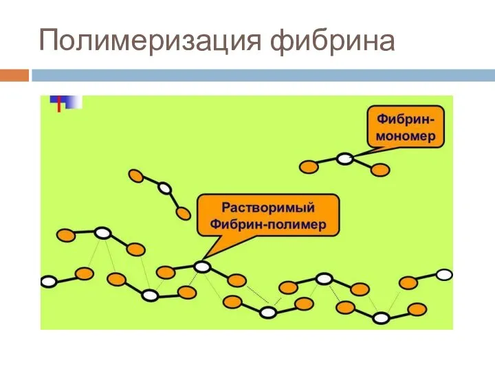 Полимеризация фибрина