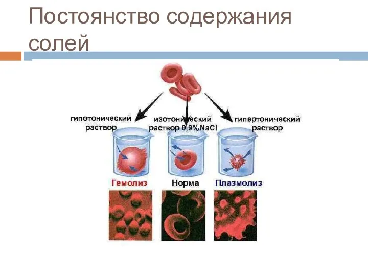 Постоянство содержания солей