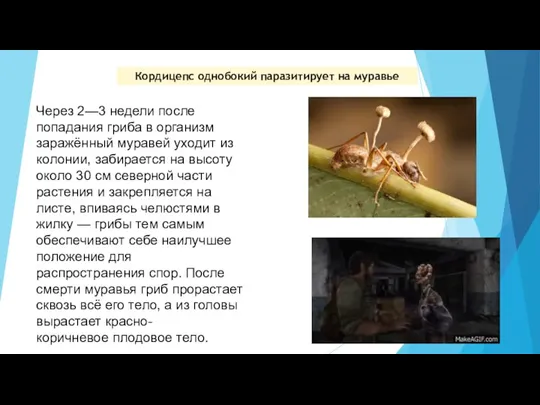 Кордицепс однобокий паразитирует на муравье Через 2—3 недели после попадания гриба в