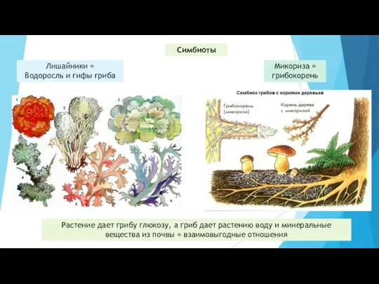 Симбиоты Лишайники = Водоросль и гифы гриба Микориза = грибокорень Растение дает