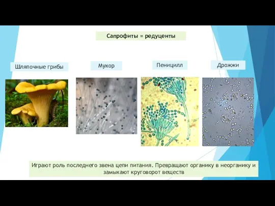 Сапрофиты = редуценты Играют роль последнего звена цепи питания. Превращают органику в