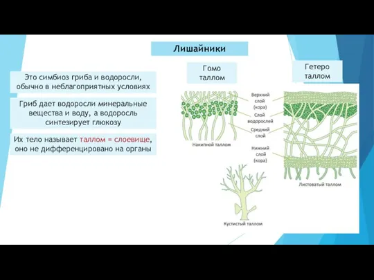 Лишайники Это симбиоз гриба и водоросли, обычно в неблагоприятных условиях Гриб дает