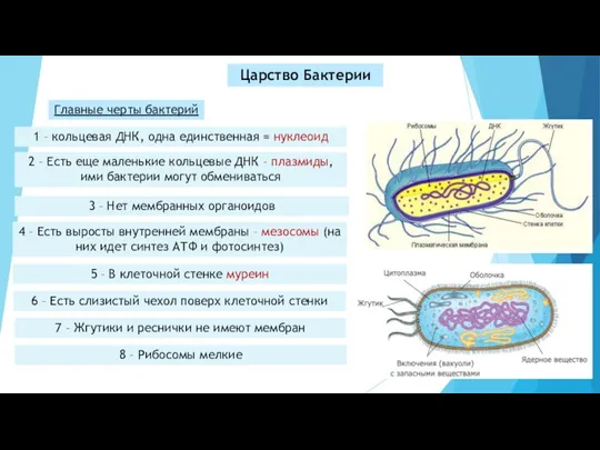 Царство Бактерии Главные черты бактерий 1 – кольцевая ДНК, одна единственная =