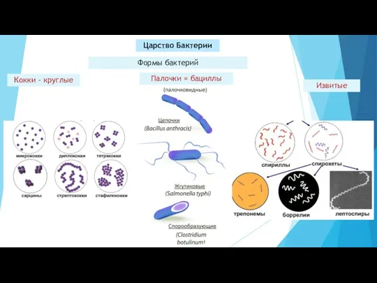 Царство Бактерии Формы бактерий Кокки - круглые Палочки = бациллы Извитые