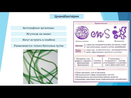 Цианобактерии Автотрофные организмы Жгутиков не имеют Могут вступать в симбиоз Размножаются только бесполым путем