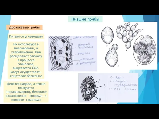Низшие грибы Дрожжевые грибы Питаются углеводами Их используют в пивоварении, в хлебопечении.
