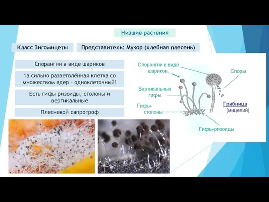 Низшие растения Класс Зигомицеты Представитель: Мукор (хлебная плесень) Спорангии в виде шариков