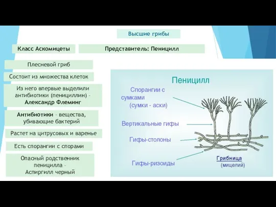 Высшие грибы Класс Аскомицеты Представитель: Пеницилл Плесневой гриб Состоит из множества клеток