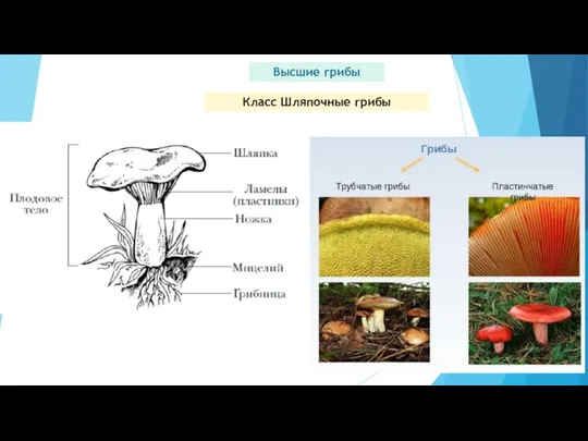Высшие грибы Класс Шляпочные грибы