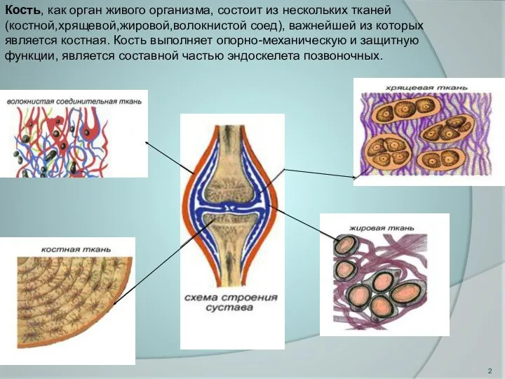 Кость, как орган живого организма, состоит из нескольких тканей(костной,хрящевой,жировой,волокнистой соед), важнейшей из