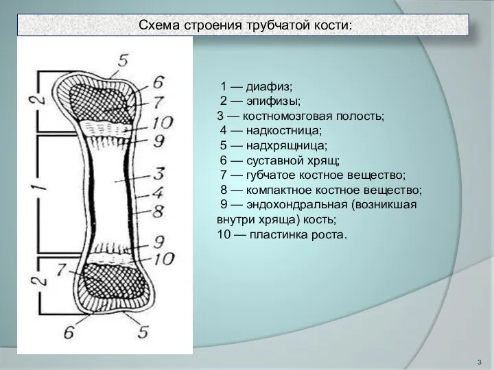 Схема строения трубчатой кости: 1 — диафиз; 2 — эпифизы; 3 —