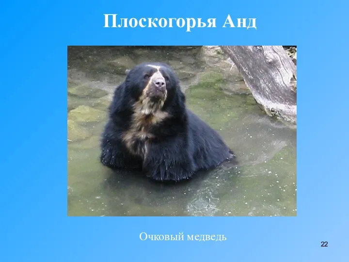 Плоскогорья Анд Очковый медведь