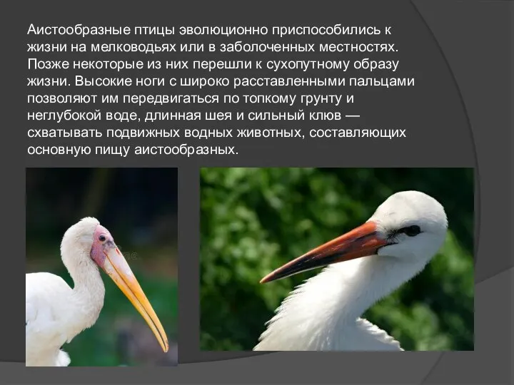 Аистообразные птицы эволюционно приспособились к жизни на мелководьях или в заболоченных местностях.