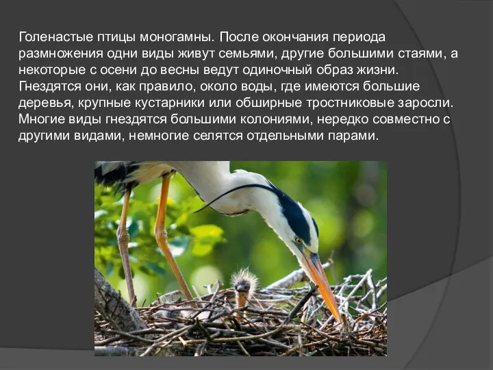 Голенастые птицы моногамны. После окончания периода размножения одни виды живут семьями, другие