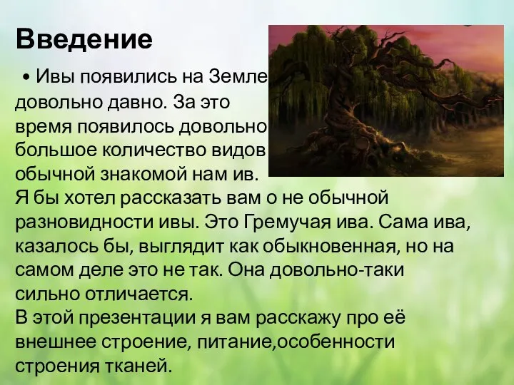 Введение • Ивы появились на Земле довольно давно. За это время появилось