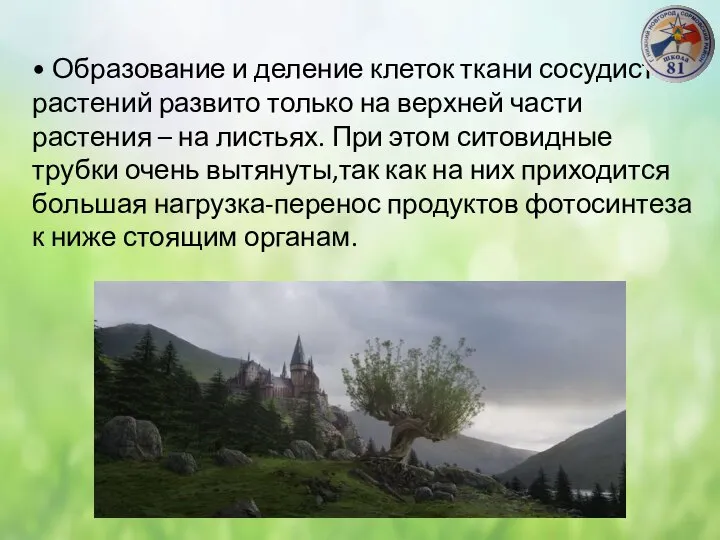 • Образование и деление клеток ткани сосудистых растений развито только на верхней