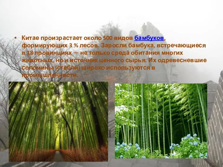 Растительность: Китае произрастает около 500 видов бамбуков, формирующих 3 % лесов. Заросли
