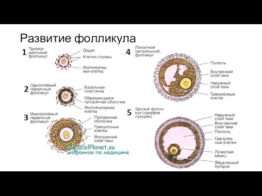 Развитие фолликула