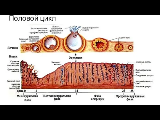 Половой цикл