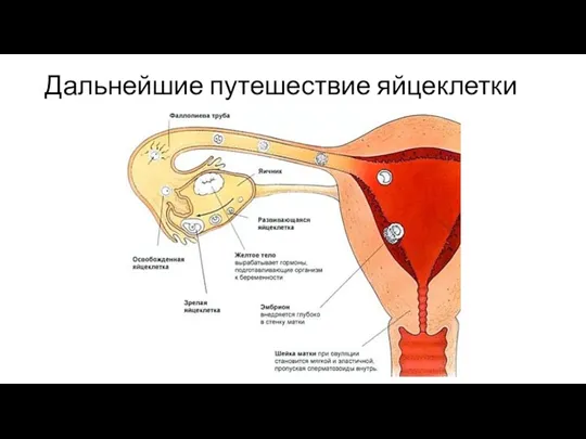 Дальнейшие путешествие яйцеклетки