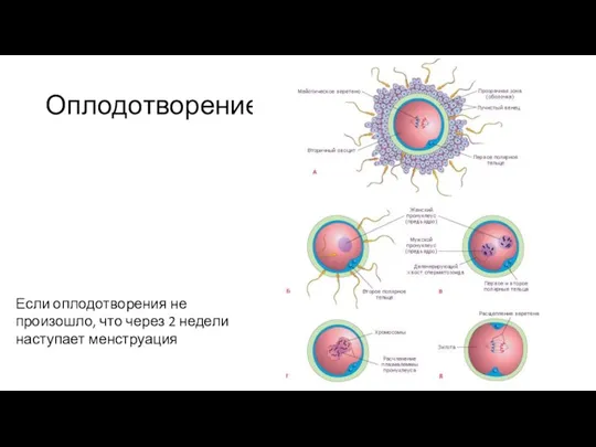 Оплодотворение Если оплодотворения не произошло, что через 2 недели наступает менструация