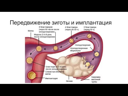 Передвижение зиготы и имплантация