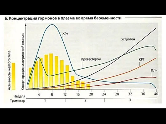 Гормональная регуляция беременности