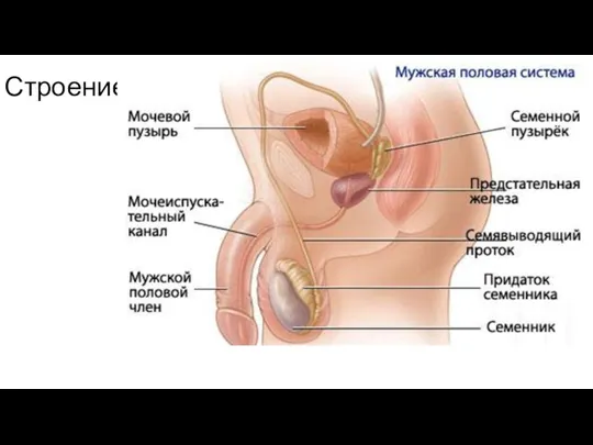 Строение