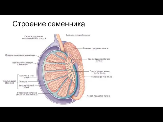 Строение семенника