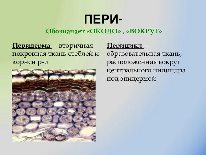 ПЕРИ- Перидерма – вторичная покровная ткань стеблей и корней р-й Перицикл –