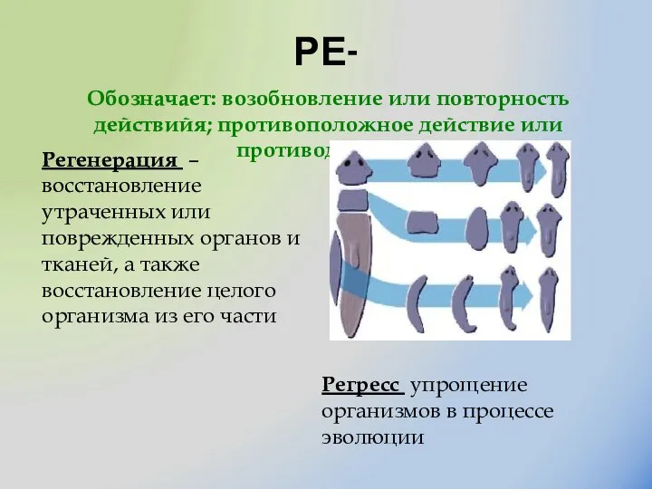 РЕ- Регенерация – восстановление утраченных или поврежденных органов и тканей, а также