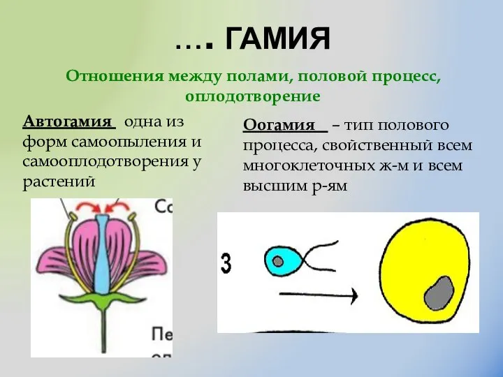 …. ГАМИЯ Автогамия одна из форм самоопыления и самооплодотворения у растений Оогамия