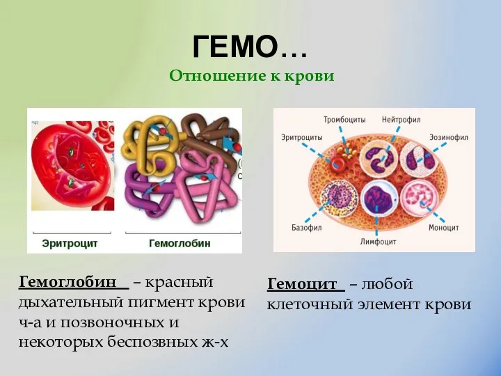 ГЕМО… Гемоглобин – красный дыхательный пигмент крови ч-а и позвоночных и некоторых
