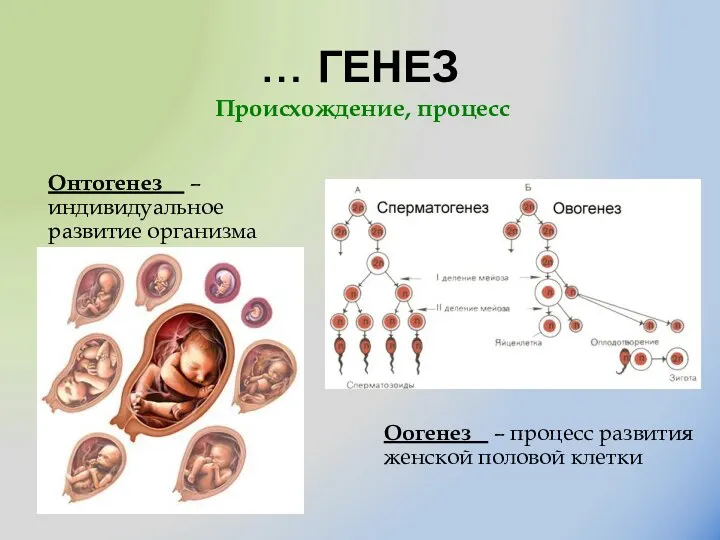 … ГЕНЕЗ Онтогенез – индивидуальное развитие организма Оогенез – процесс развития женской половой клетки Происхождение, процесс