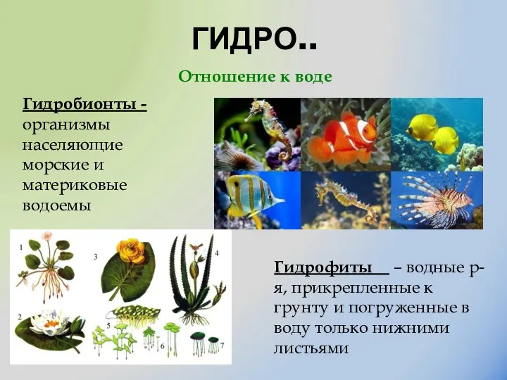 ГИДРО.. Гидробионты - организмы населяющие морские и материковые водоемы Гидрофиты – водные