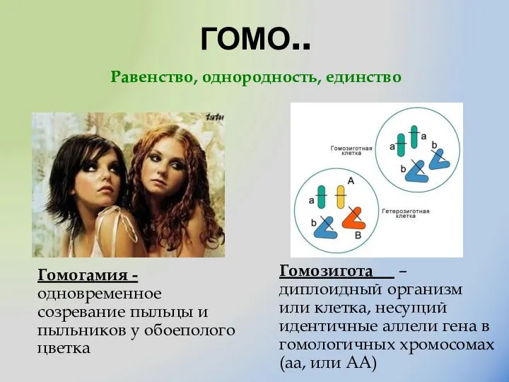 ГОМО.. Гомогамия - одновременное созревание пыльцы и пыльников у обоеполого цветка Гомозигота