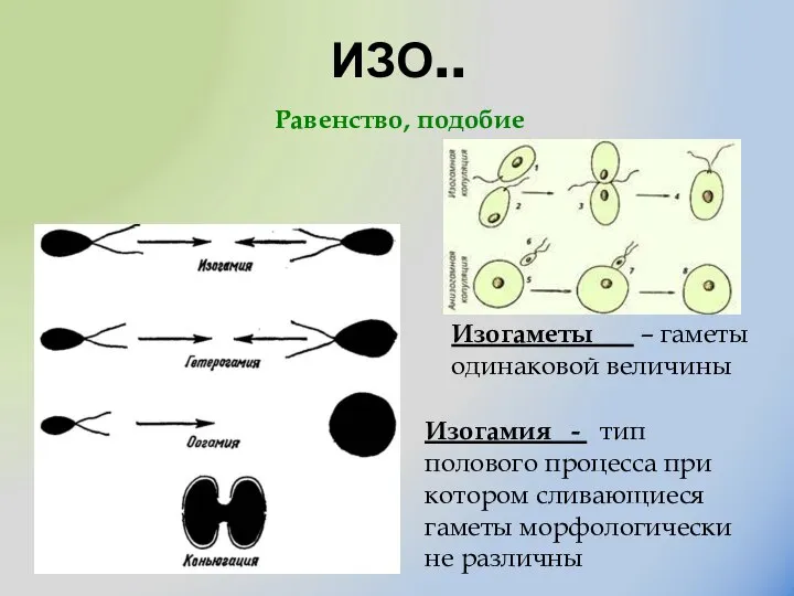 ИЗО.. Изогамия - тип полового процесса при котором сливающиеся гаметы морфологически не