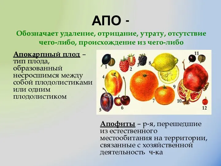 АПО - Апокарпный плод – тип плода, образованный несросшимся между собой плодолистиками