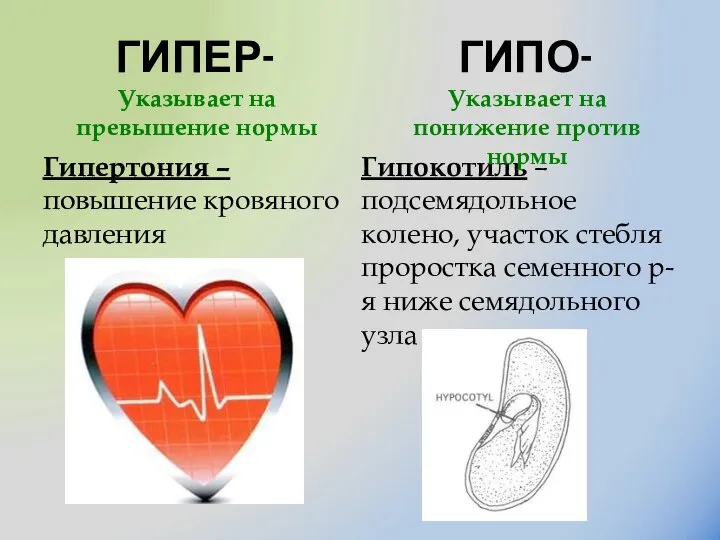 ГИПЕР- Гипертония – повышение кровяного давления Гипокотиль – подсемядольное колено, участок стебля