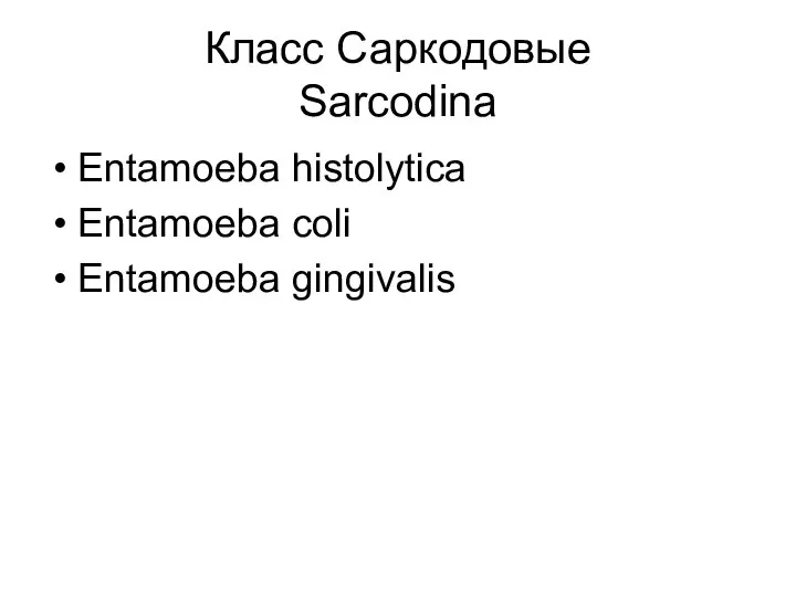 Класс Саркодовые Sarcodina Entamoeba histolytica Entamoeba coli Entamoeba gingivalis